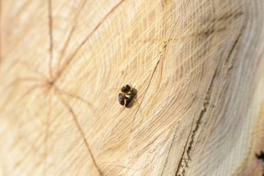 Arı kesilmiş ağaç üzerinde