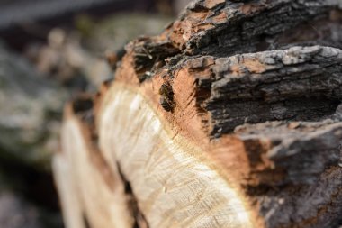 Arı kesilmiş ağaç üzerinde