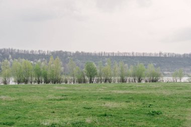 Bahar manzara yeşil ağaçlar