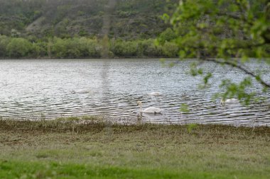 Nehirde beyaz kuğular