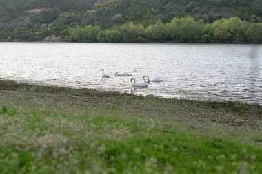 Nehirde beyaz kuğular