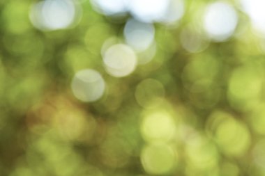 Güzel doğa yeşil bokeh 