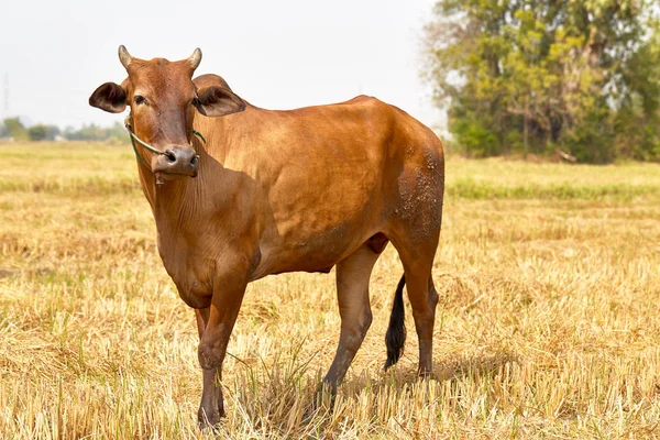 Kráva Thajsko — Stock fotografie