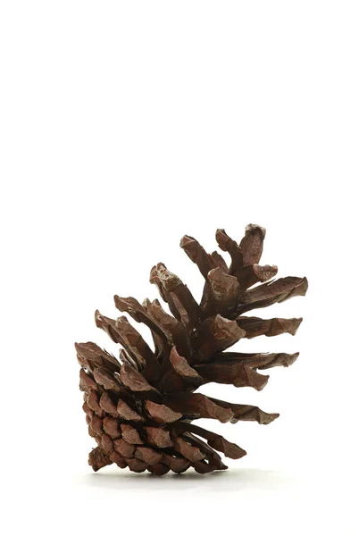 Cono de pino aislado — Foto de Stock
