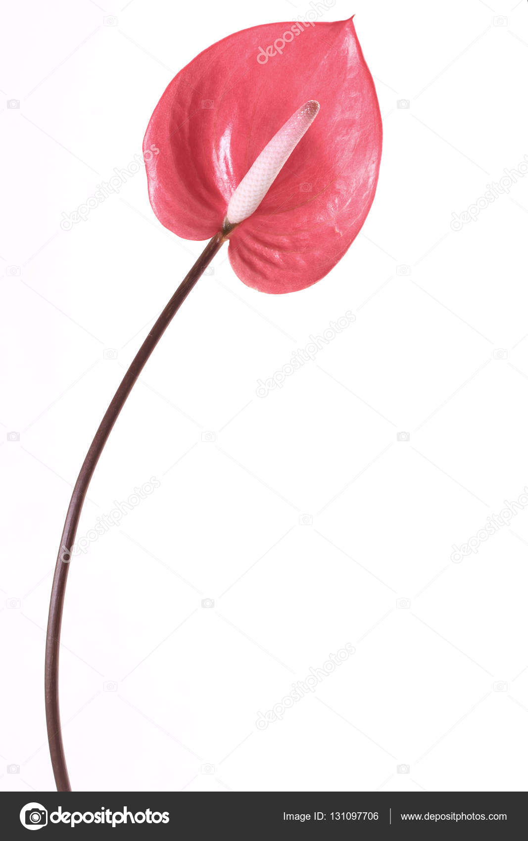 アンスリウムの花 フラミンゴの花 ストック写真 C Pongans68 Gmail Com アンスリウムの花 フラミンゴの花 ストック写真 C Pongans68 Gmail Com