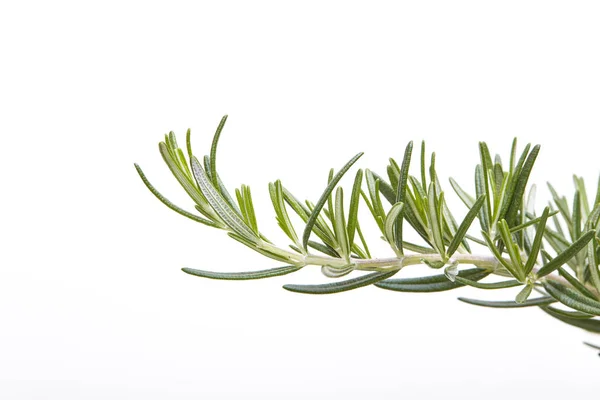 Rosemary fresco em branco — Fotografia de Stock