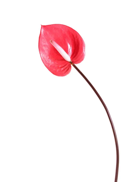 Fiore di anthurium, fiore di fenicottero — Foto Stock