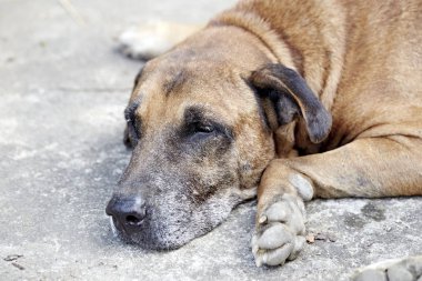 eski kahverengi köpek