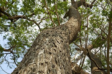  Doğa Orman ağaçları