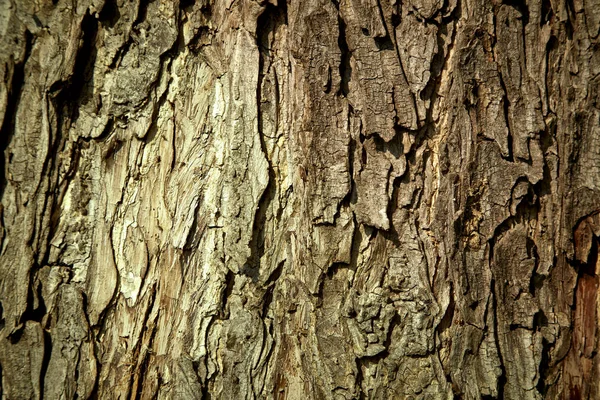 Textur träd bakgrund — Stockfoto