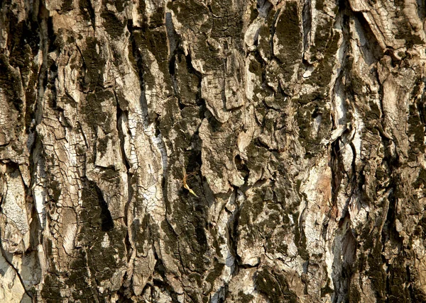 Υφή φλοιό δέντρων — Φωτογραφία Αρχείου