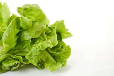 Taze meşe yaprak marul 