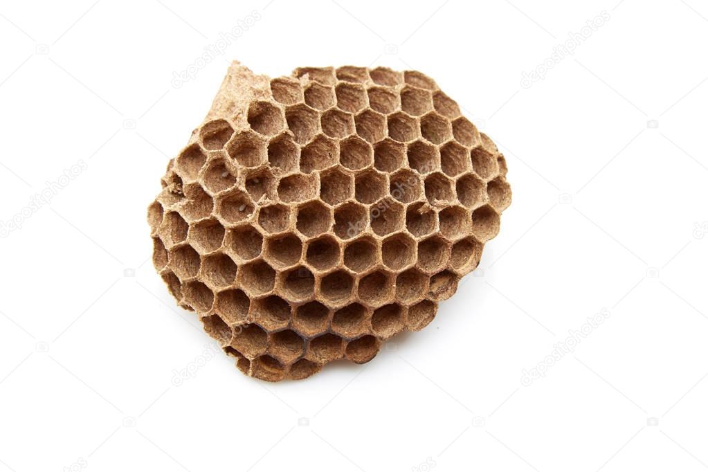 wasp nest with Insect larvae