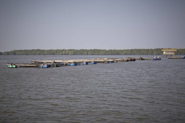 Taze chili's bir yeşil