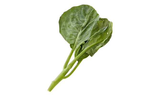 Kinesisk broccoli grönsaker — Stockfoto