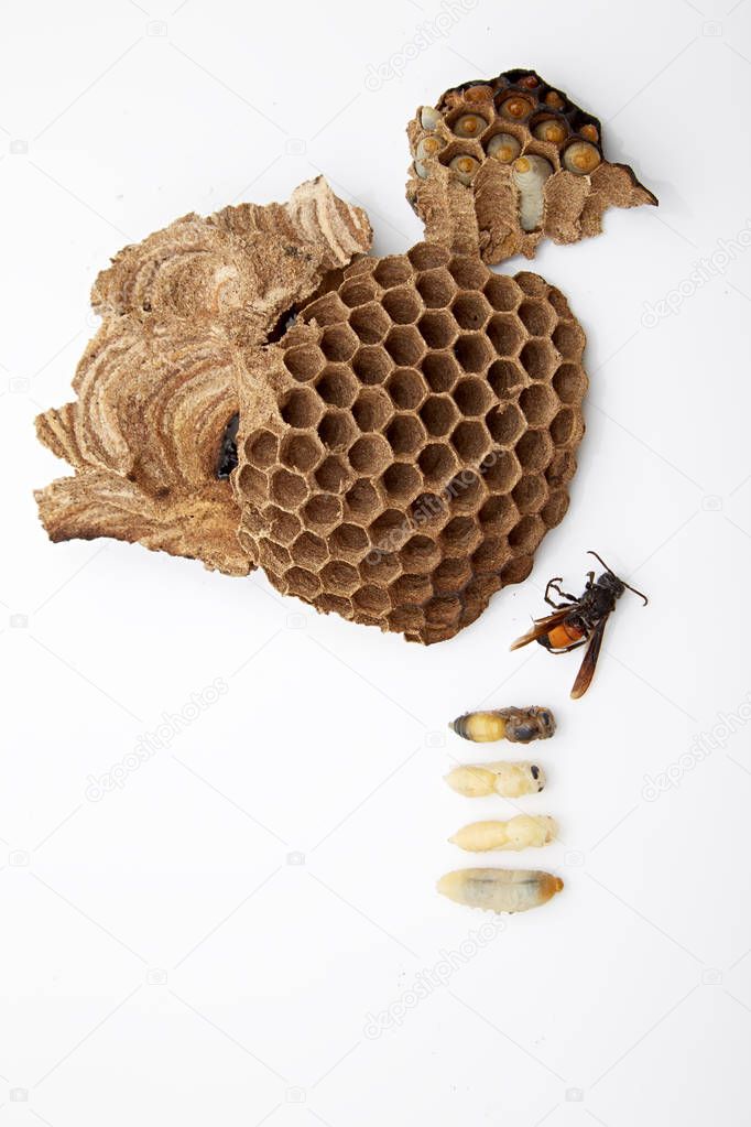 nest, wasp  on white