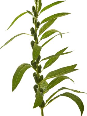 doğa susam çiçekli