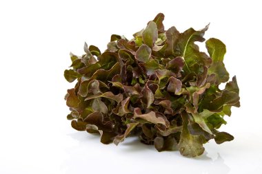 Meşe yaprağı marulu. 