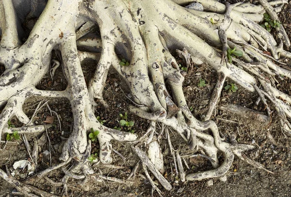 As raízes da árvore Bodhi — Fotografia de Stock