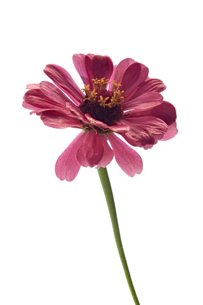 Roze zinnia bloem — Stockfoto