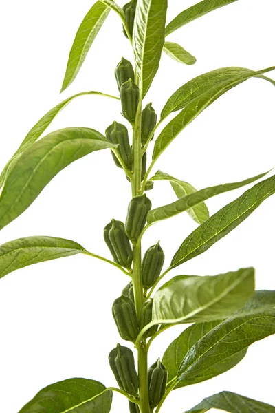 Beyaz çiçekli susam