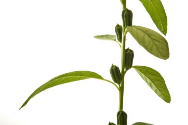 Beyaz çiçekli susam