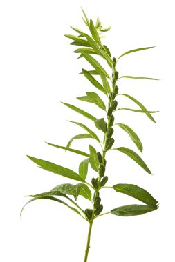 Beyaz çiçekli susam 