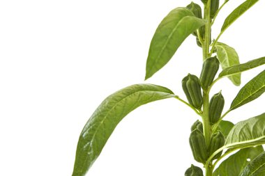 Beyaz arka plan üzerinde çiçeklenme susam