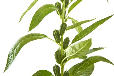 Beyaz arka plan üzerinde çiçeklenme susam