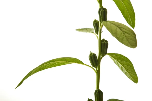 Floração de sésamo em branco — Fotografia de Stock