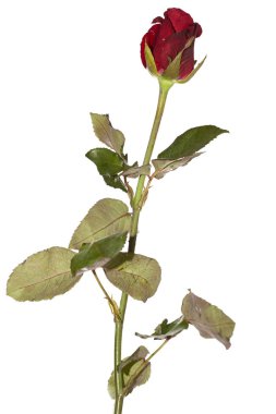 beyaz izole kırmızı gül