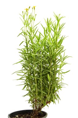 Beyaz arka plan üzerinde taze tarhun otlar