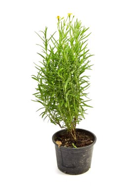 Beyaz arka plan üzerinde taze tarhun otlar