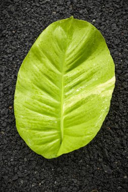 Asfalt üzerinde yeşil sarmaşık bitki