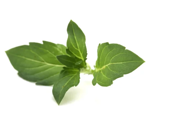 Menthe Verte Aux Herbes Isolée Sur Blanc — Photo