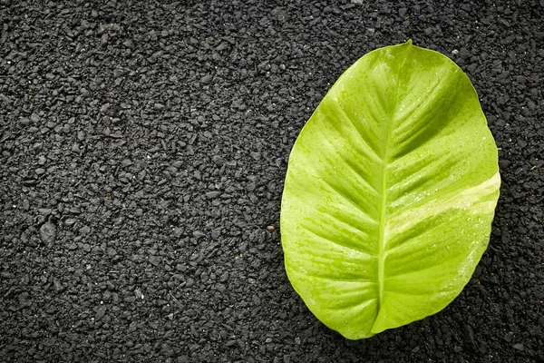 The Green Creeper Plant on the asphalt