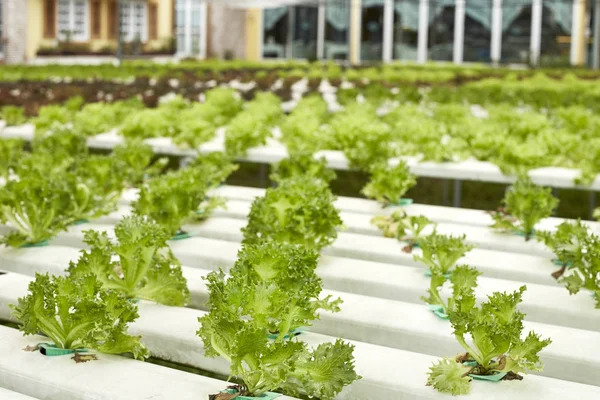Вирощування Гідропоніки Зелений Овоч Далеко — стокове фото