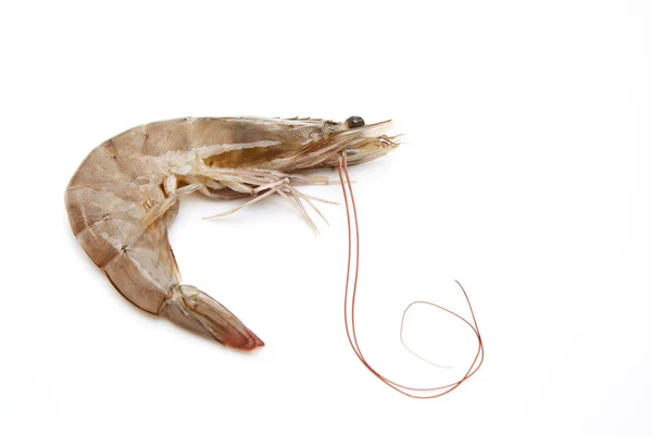 One Raw Shrimp Isolated White Background — Stock Photo, Image