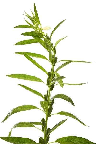 Sesame Flowering White Background — Stock Photo, Image