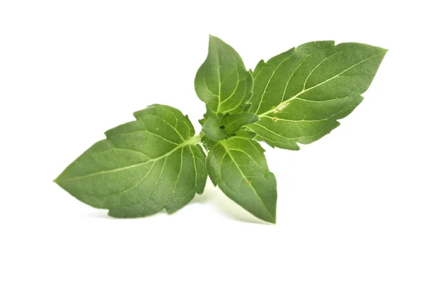 Herb Fresh Spear Mint Isolated White — Stock Photo, Image