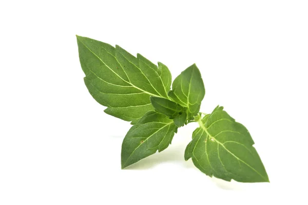 Herb Fresh Spear Mint Isolated White — Stok Foto