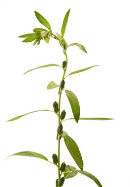 Beyaz arka plan üzerinde çiçeklenme susam