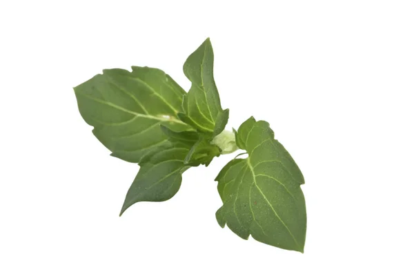 Herb Fresh Spear Mint Isolated White — Stok Foto