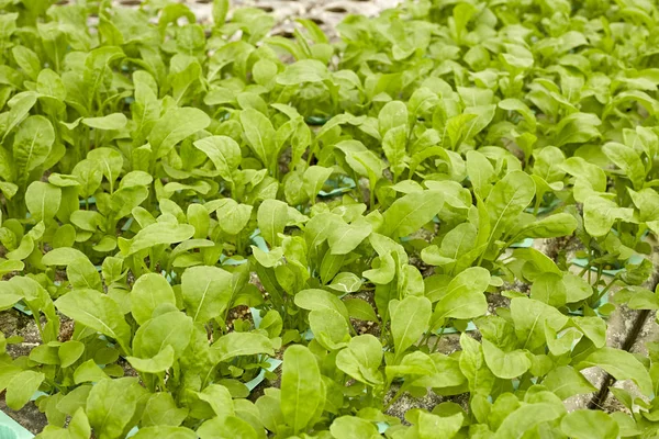Grünes Hydroponisches Gemüse Bauernhof — Stockfoto
