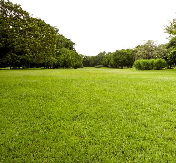 Hinterhof Garten Mit Himmel — Stockfoto