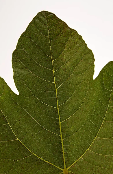 Fig leaf isolated on a white background