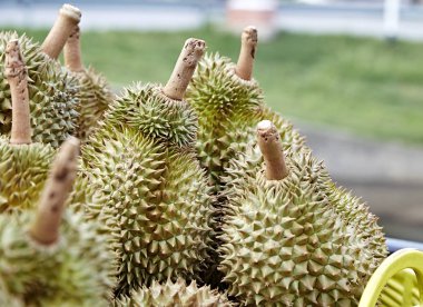 Durian grubudur. tropikal fruit.durian satmak için kamyona. closeup durian. pis kokulu tatlı Tay meyve durian. Durian meyve pazarında.