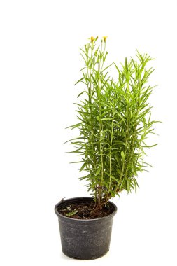 Beyaz arka plan üzerinde taze tarhun otlar