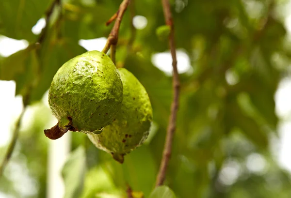 Green Guava Fruit Garden — Stock Photo, Image