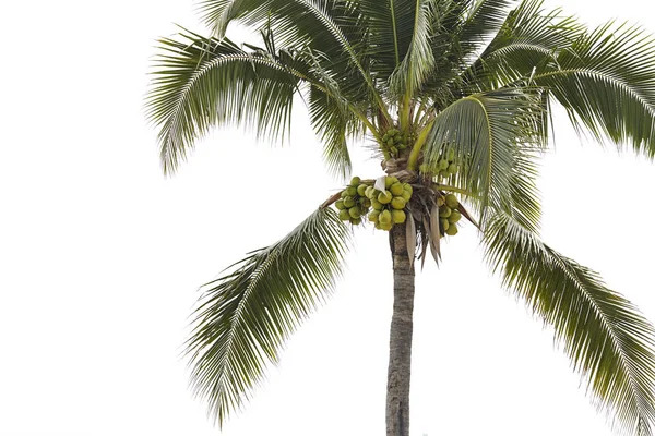 Gröna Kokos Träd Med Blad — Stockfoto
